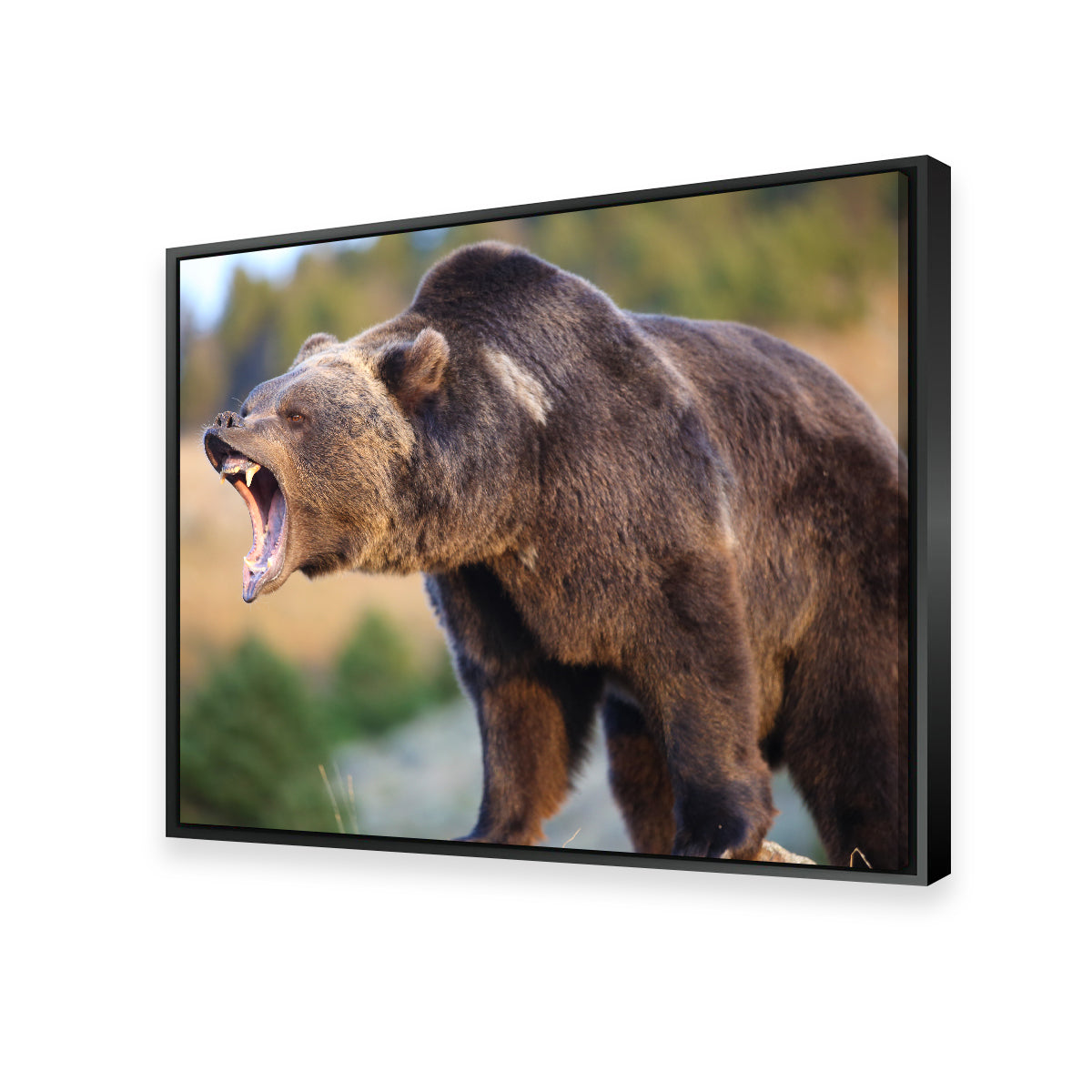 Grizzly Bear Growling Wall Art
