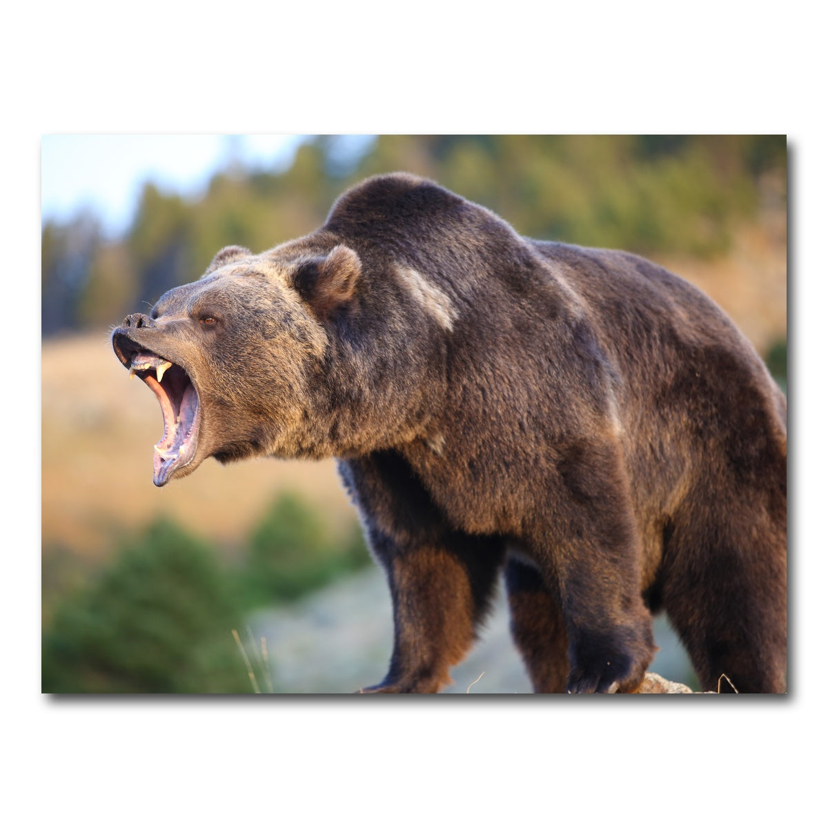 Grizzly Bear Growling Wall Art