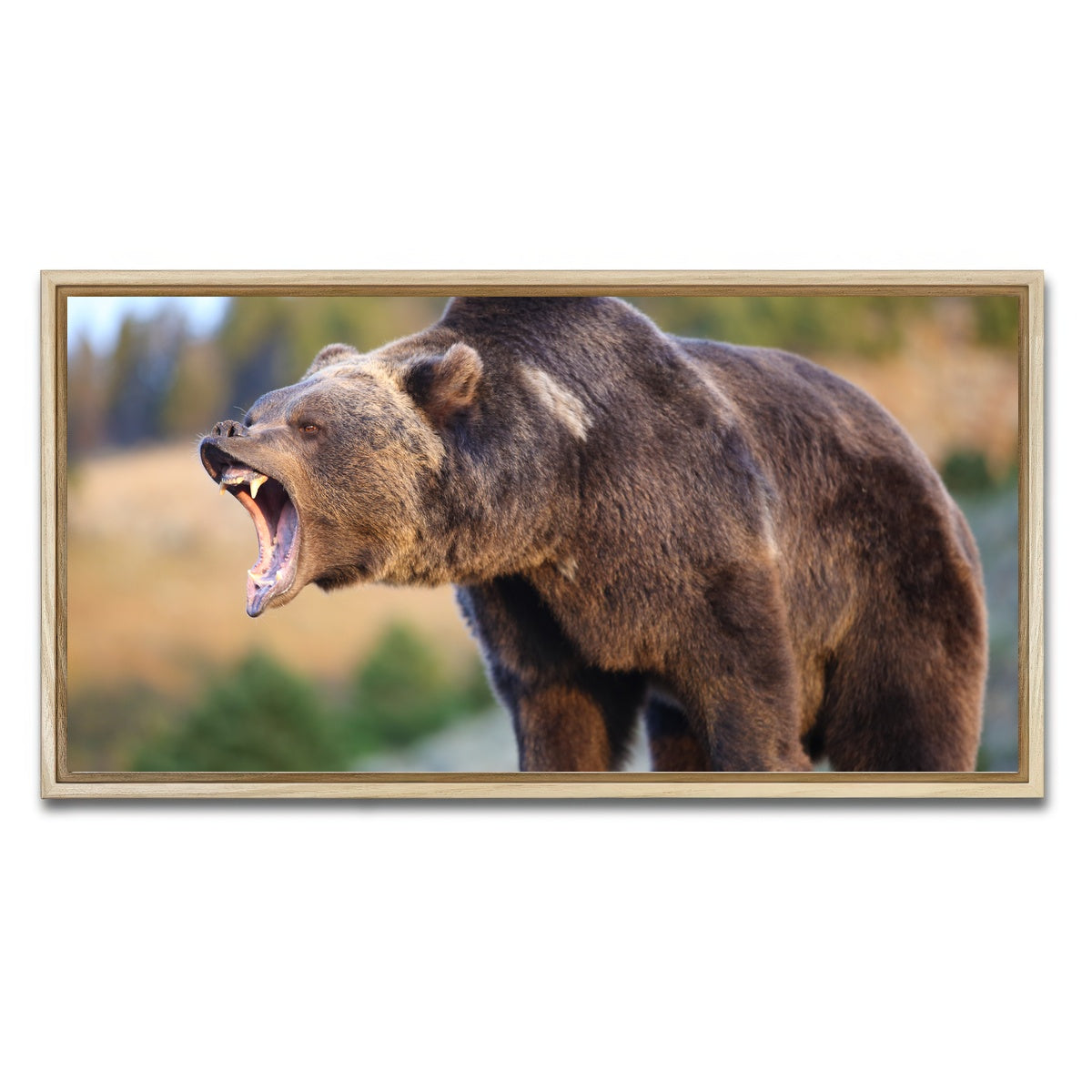 AUTO-MOCKUP WHITE | Grizzly Bear Growling | 1 Piece | Natural Framed Canvas | group=2x1