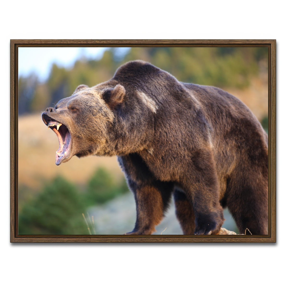 AUTO-MOCKUP WHITE | Grizzly Bear Growling | 1 Piece | Walnut Framed Canvas | group=4x3
