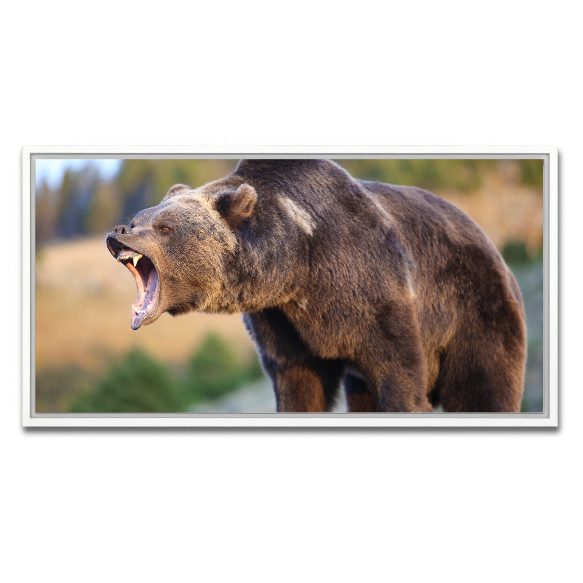 AUTO-MOCKUP WHITE | Grizzly Bear Growling | 1 Piece | White Framed Canvas | group=2x1