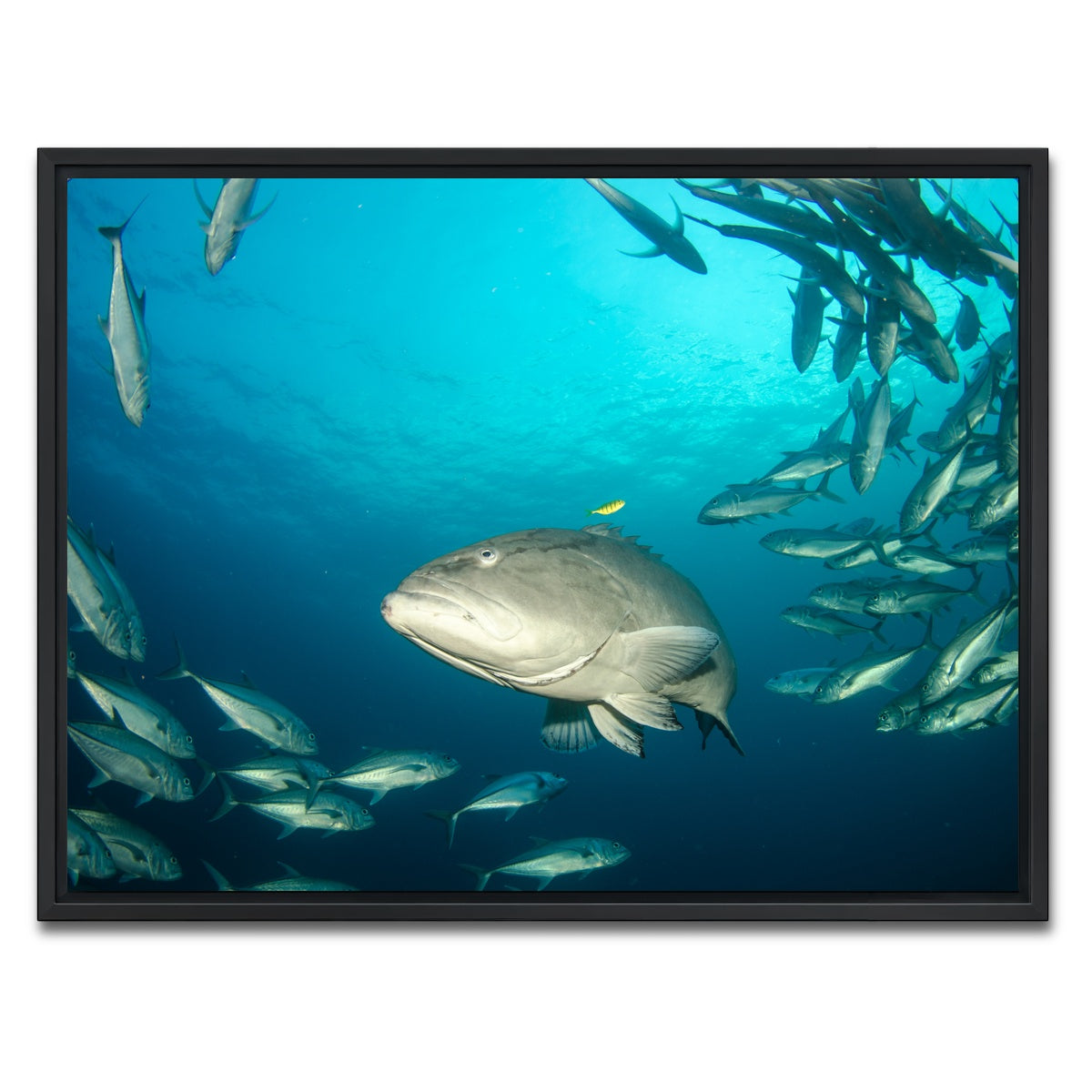 AUTO-MOCKUP WHITE | Grouper - Sea of Cortez | 1 Piece | Black Framed Canvas | group=4x3