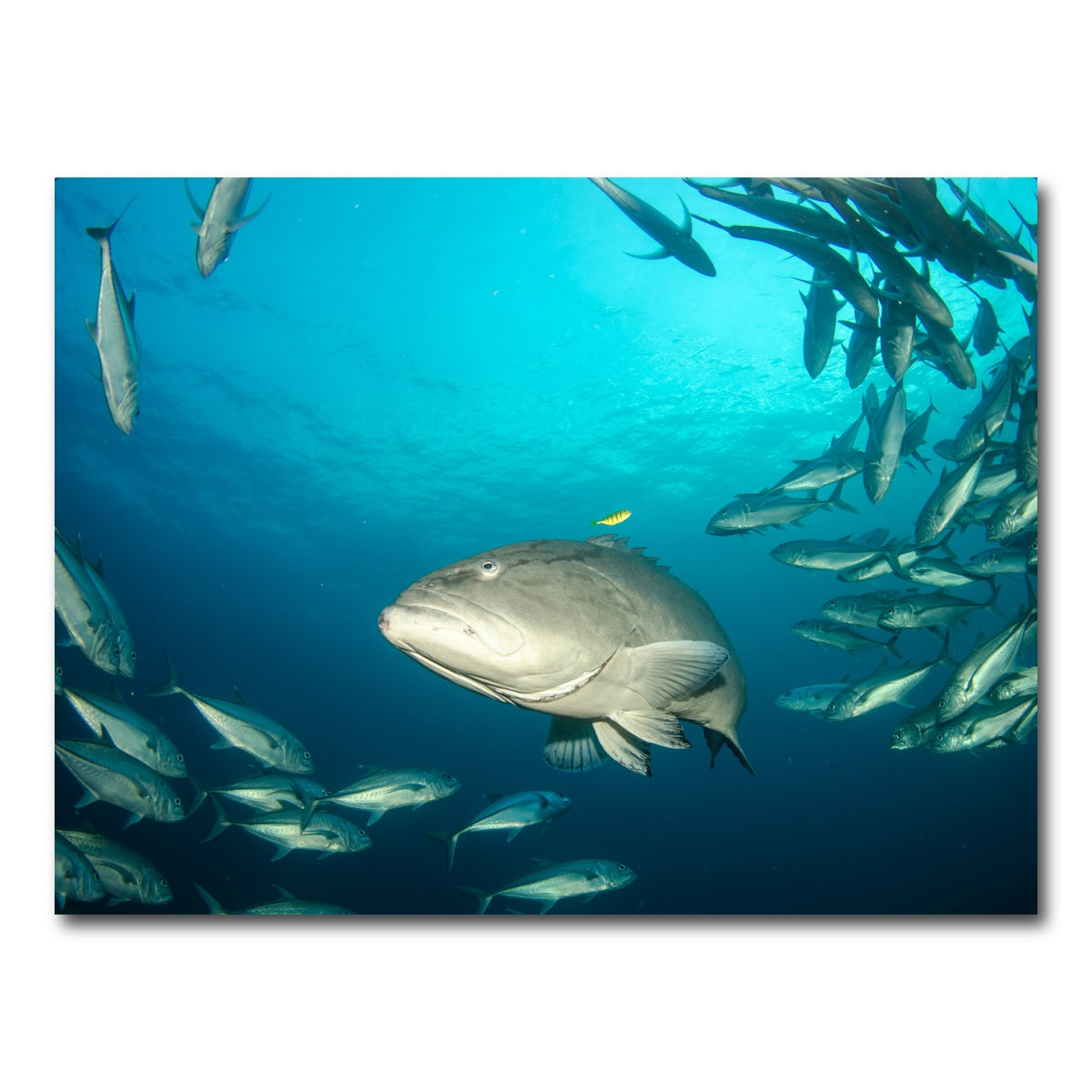 AUTO-MOCKUP WHITE | Grouper - Sea of Cortez | 1 Piece | Gallery Wrap Canvas | group=4x3