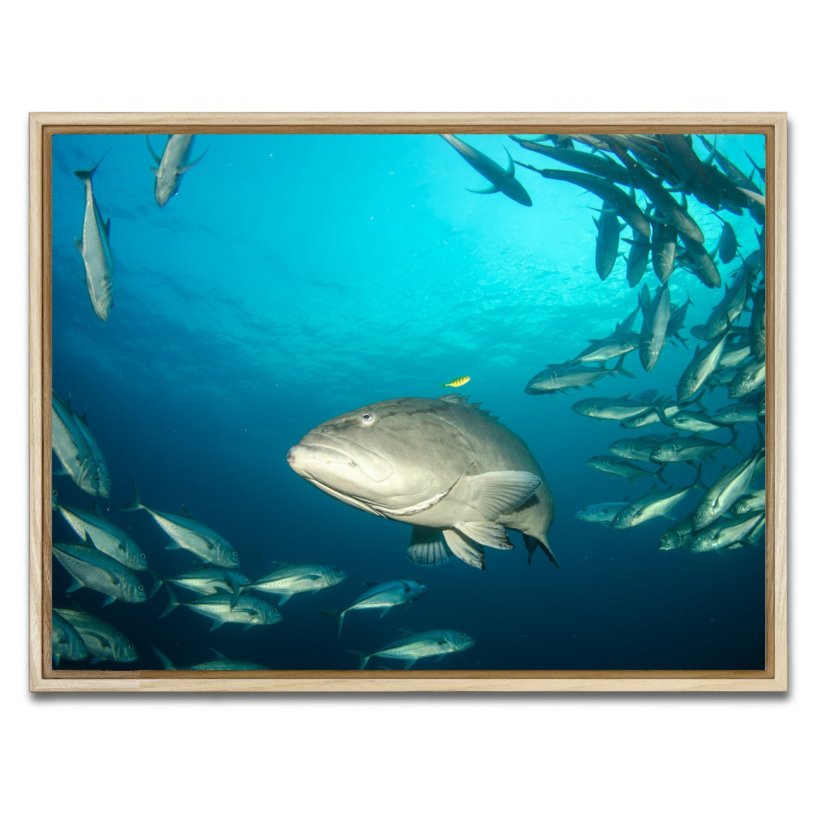 AUTO-MOCKUP WHITE | Grouper - Sea of Cortez | 1 Piece | Natural Framed Canvas | group=4x3