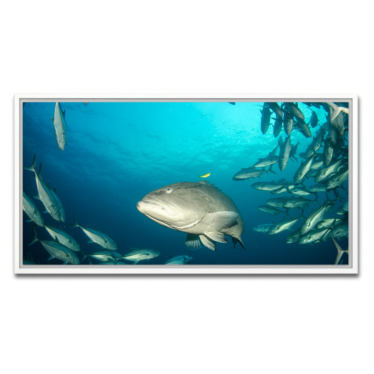 AUTO-MOCKUP WHITE | Grouper - Sea of Cortez | 1 Piece | White Framed Canvas | group=2x1