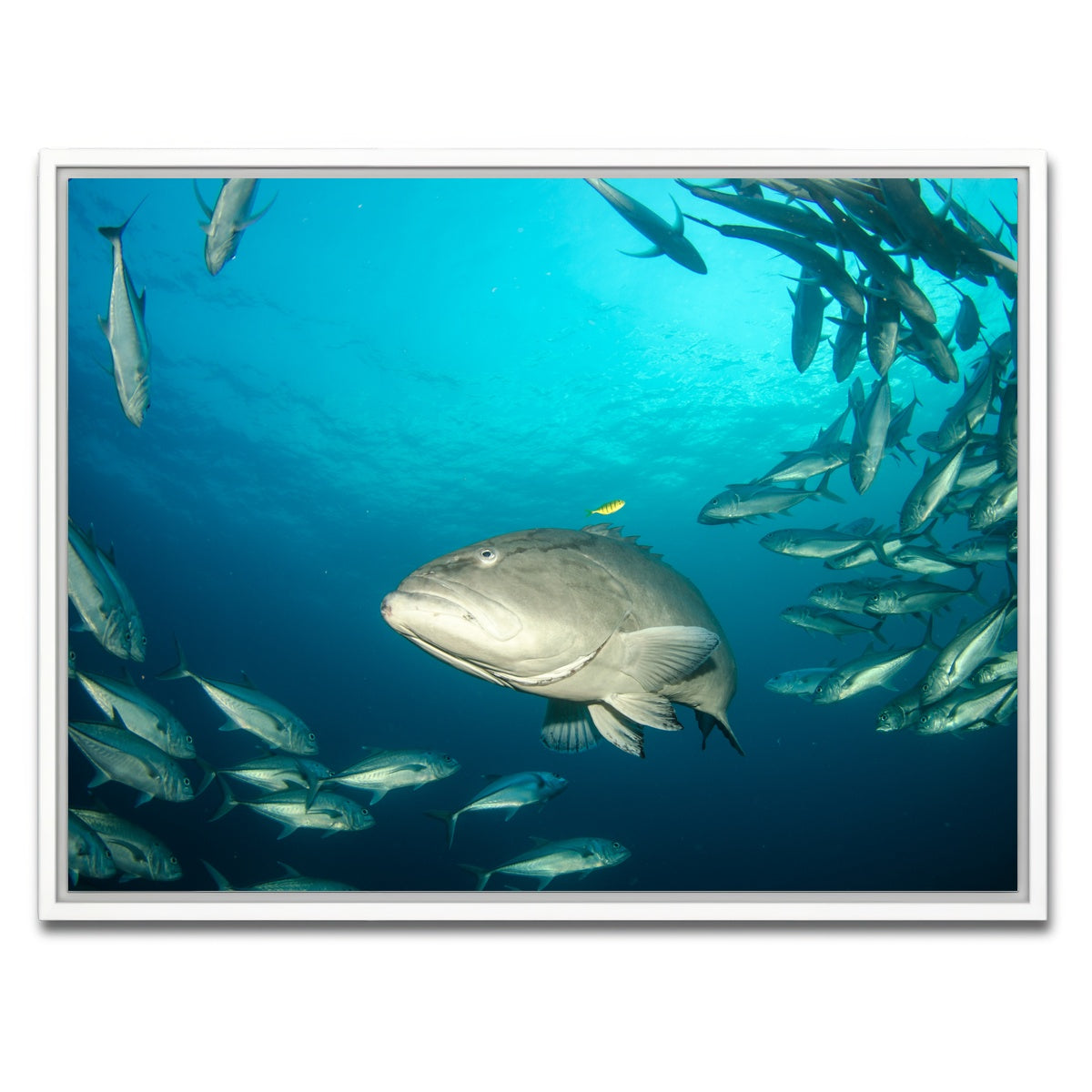 AUTO-MOCKUP WHITE | Grouper - Sea of Cortez | 1 Piece | White Framed Canvas | group=4x3