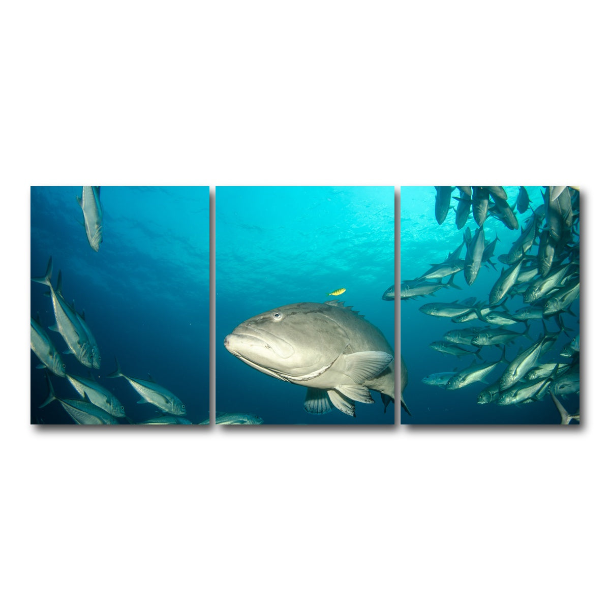 AUTO-MOCKUP WHITE | Grouper - Sea of Cortez | 3 Piece | Gallery Wrap Canvas | group=18x24