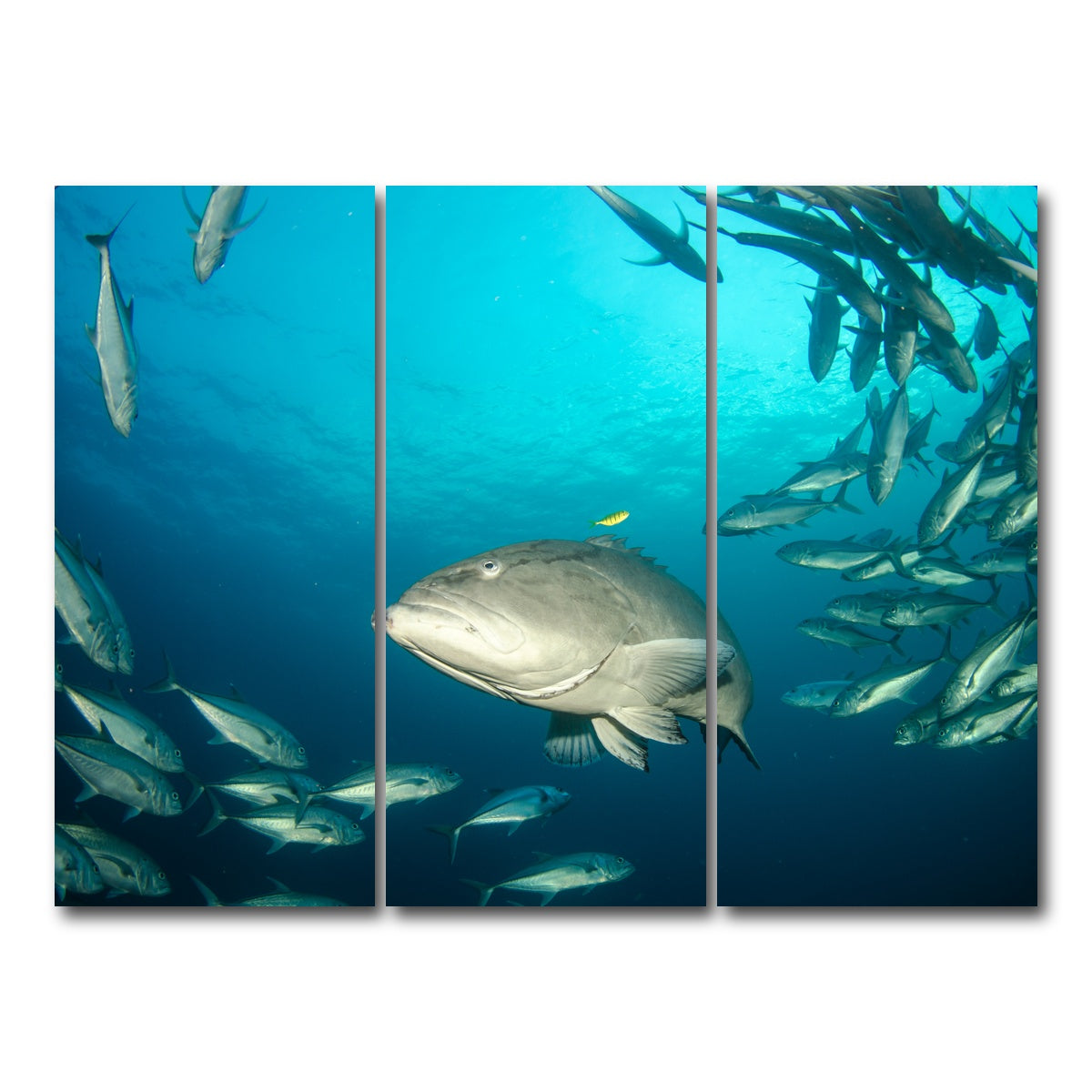 AUTO-MOCKUP WHITE | Grouper - Sea of Cortez | 3 Piece | Gallery Wrap Canvas | group=8x18