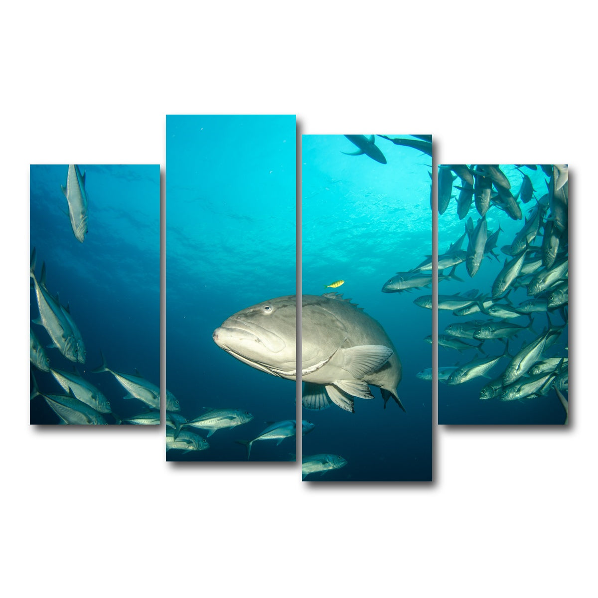 AUTO-MOCKUP WHITE | Grouper - Sea of Cortez | 4 Piece | Gallery Wrap Canvas | group=4_short
