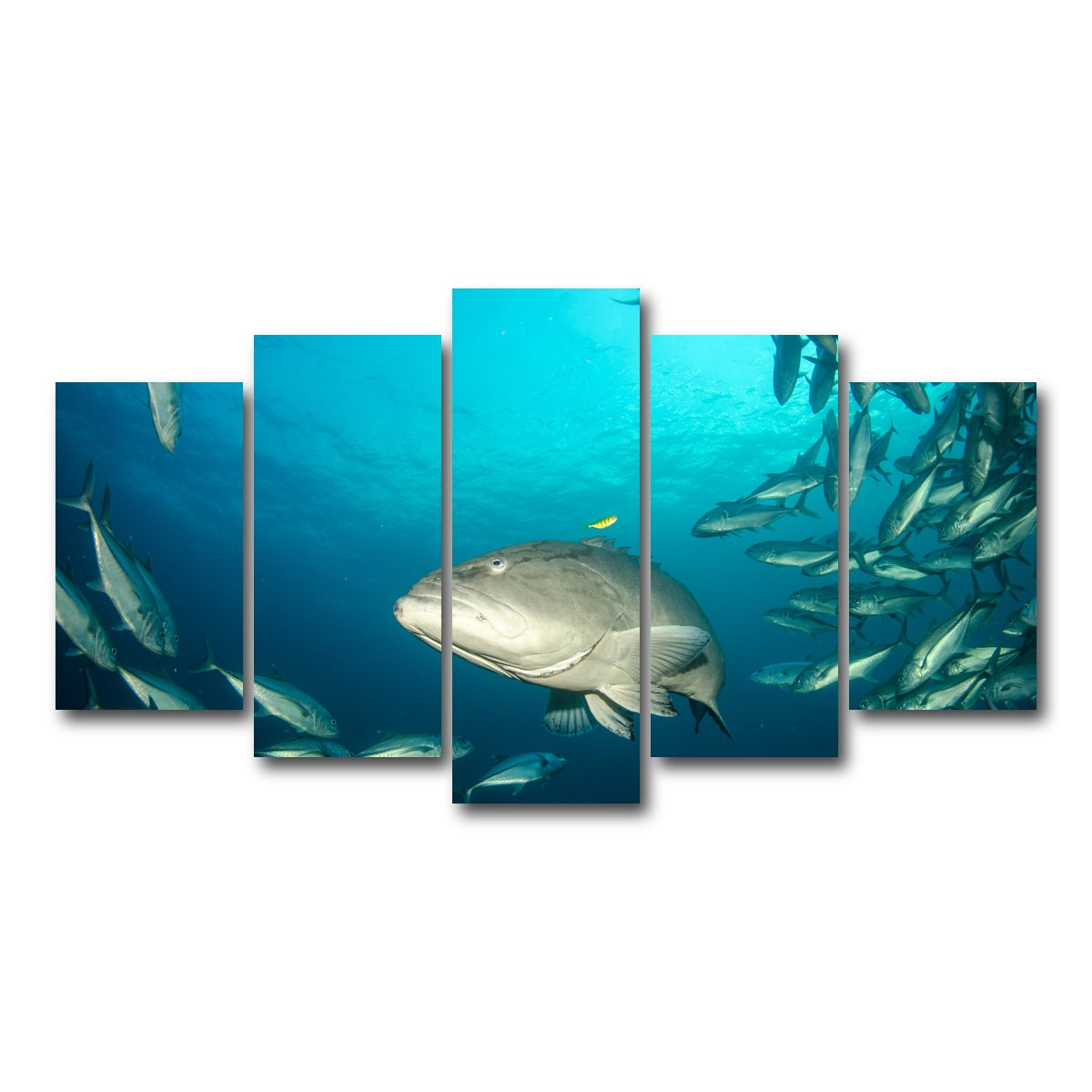 AUTO-MOCKUP WHITE | Grouper - Sea of Cortez | 5 Piece | Gallery Wrap Canvas | group=5_normal