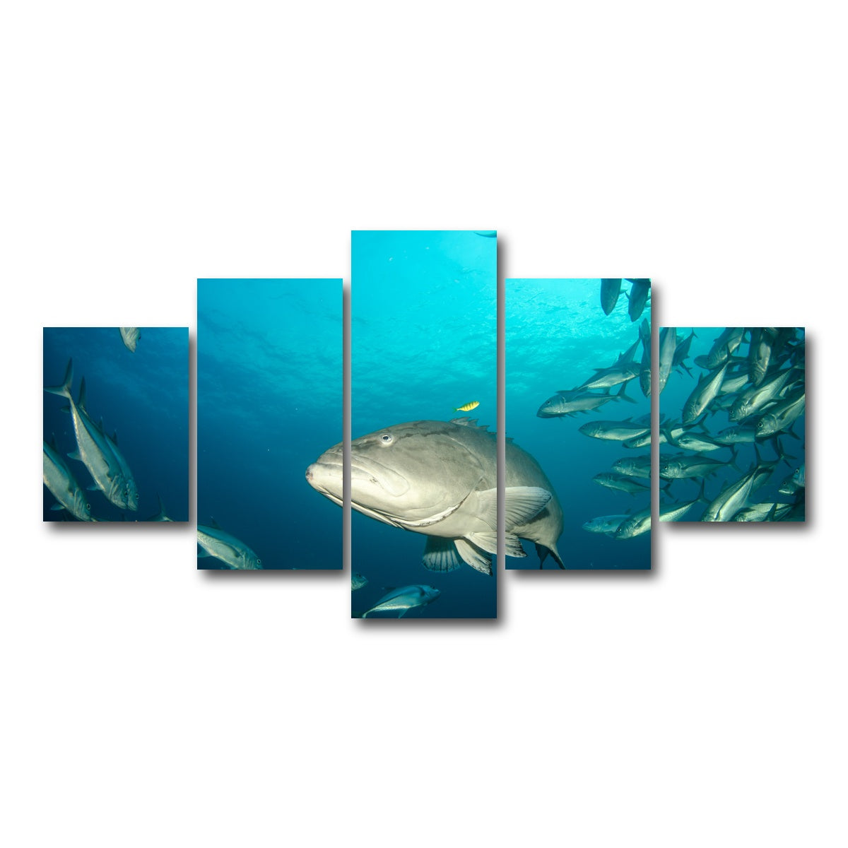 AUTO-MOCKUP WHITE | Grouper - Sea of Cortez | 5 Piece | Gallery Wrap Canvas | group=5_short