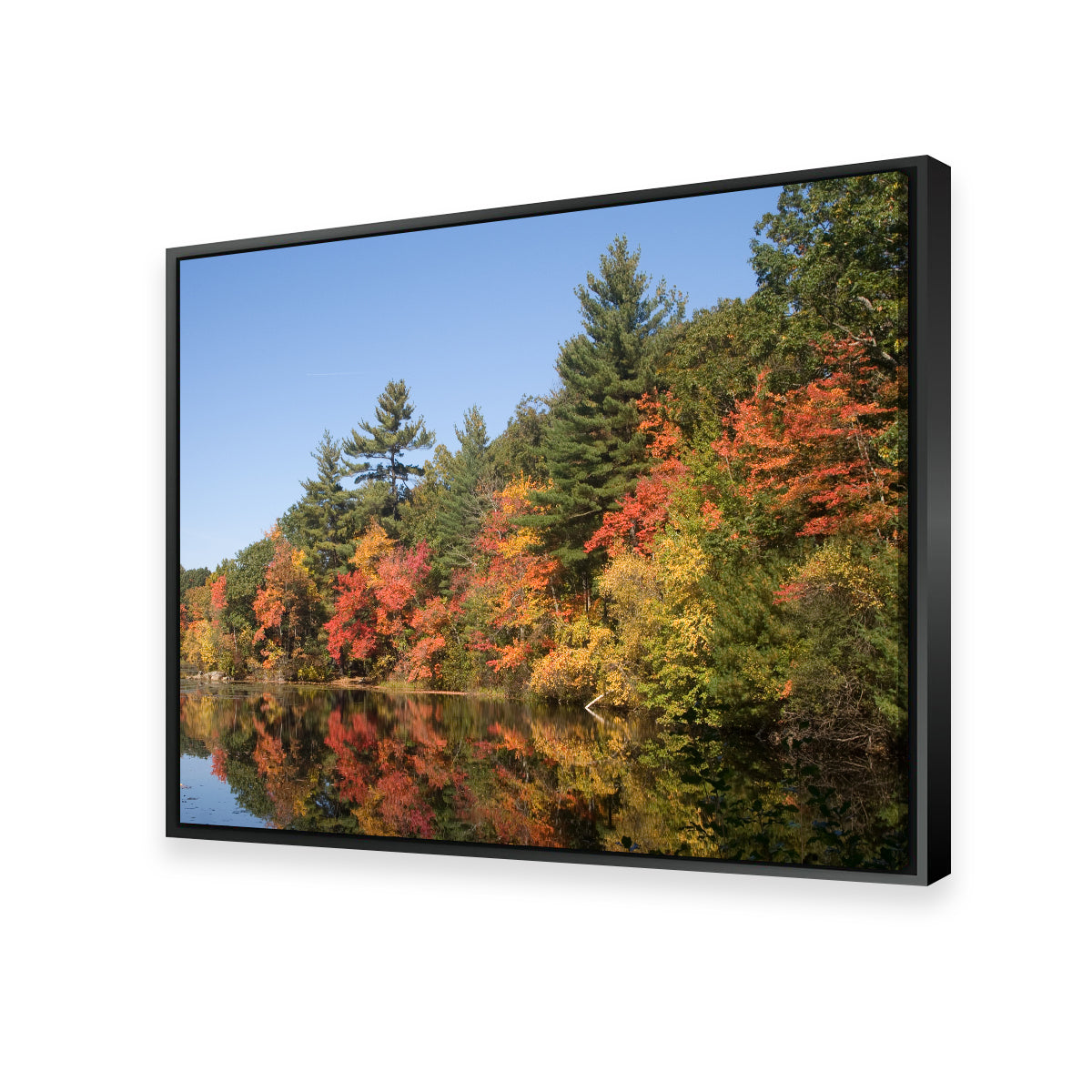 Harold Parker State Park Wall Art