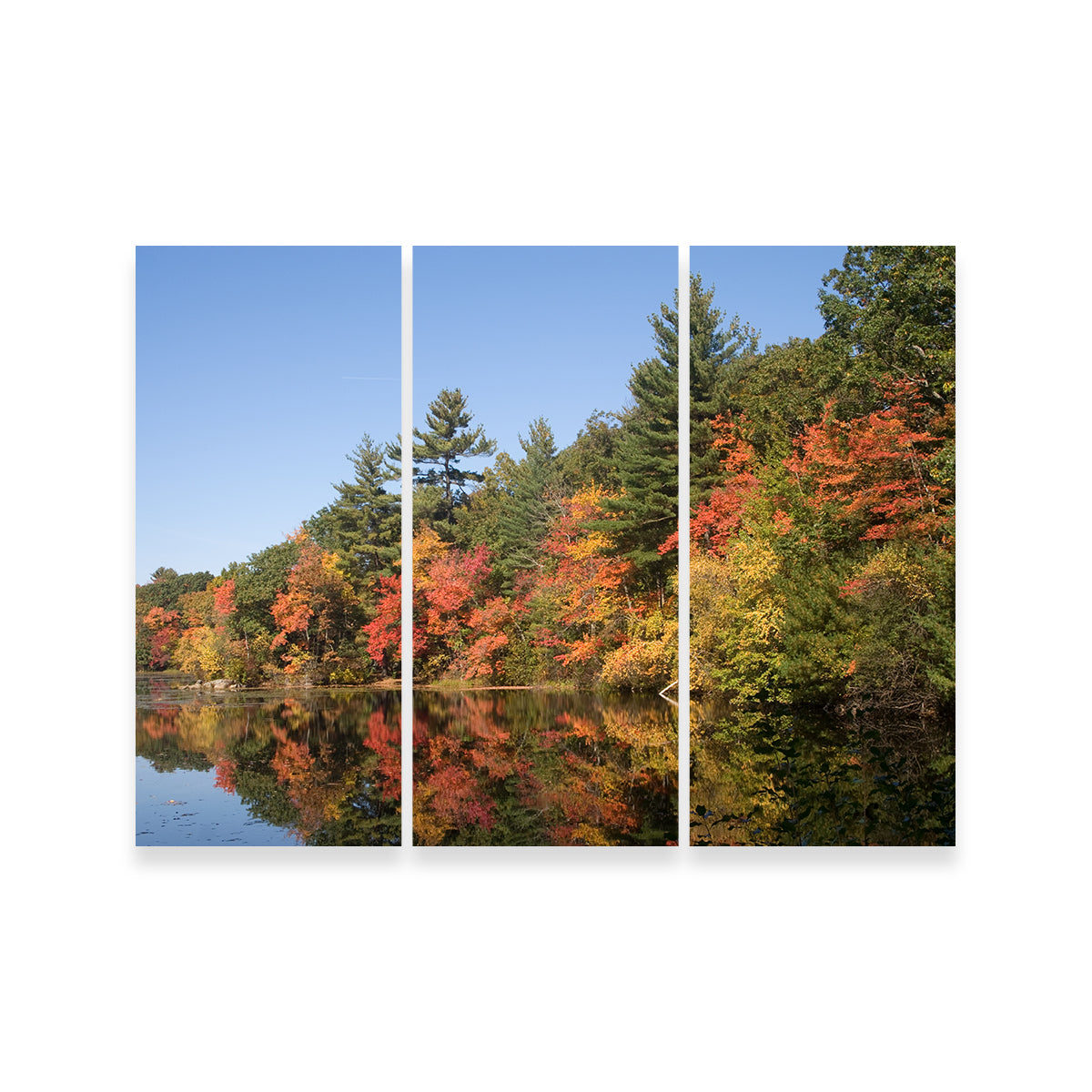 Harold Parker State Park Wall Art