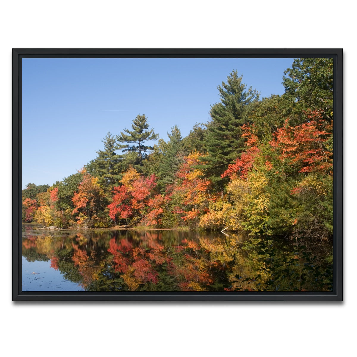 AUTO-MOCKUP WHITE | Harold Parker State Park | 1 Piece | Black Framed Canvas | group=4x3