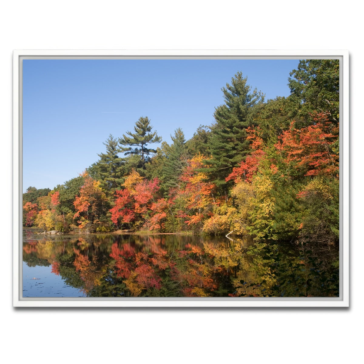 AUTO-MOCKUP WHITE | Harold Parker State Park | 1 Piece | White Framed Canvas | group=4x3