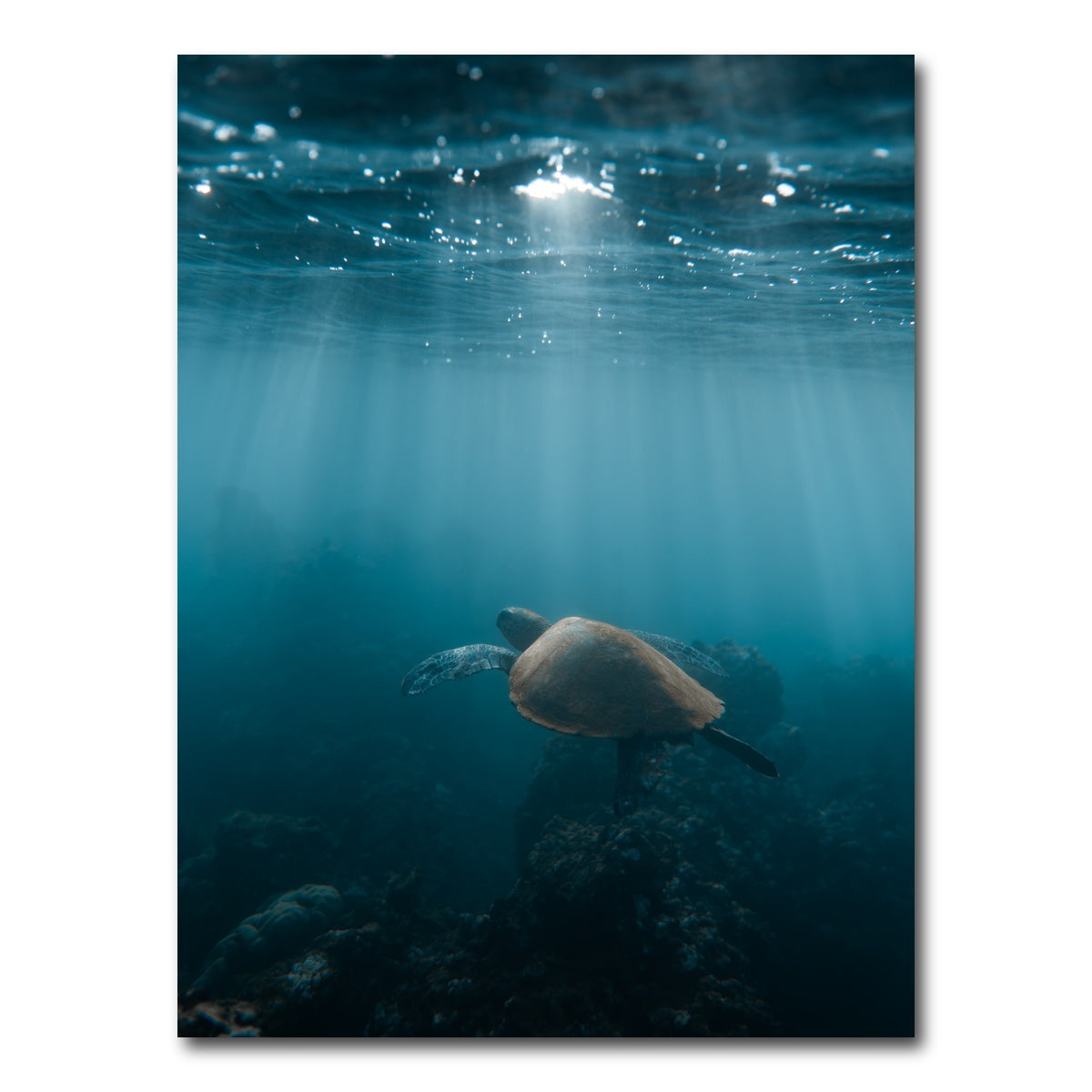 AUTO-MOCKUP WHITE | Hawaii Turtle | 1 Piece | Gallery Wrap Canvas | group=3x4