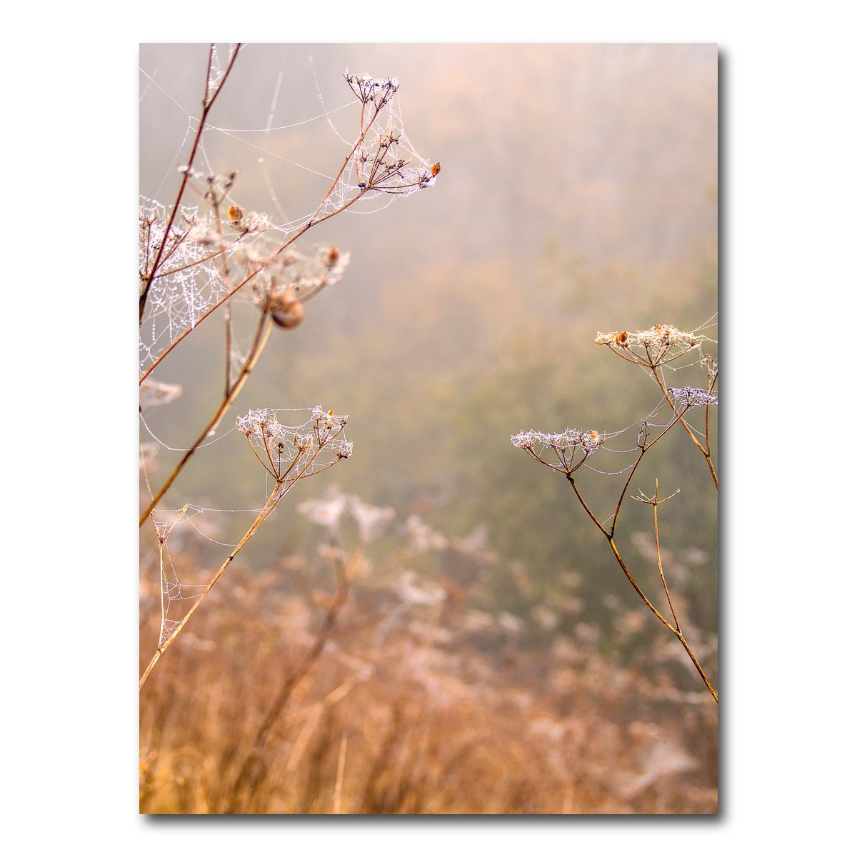 AUTO-MOCKUP WHITE | Headley Heath Dew | 1 Piece | Gallery Wrap Canvas | group=3x4