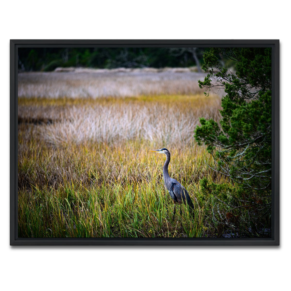 AUTO-MOCKUP WHITE | Heron Jekyll Island | 1 Piece | Black Framed Canvas | group=4x3