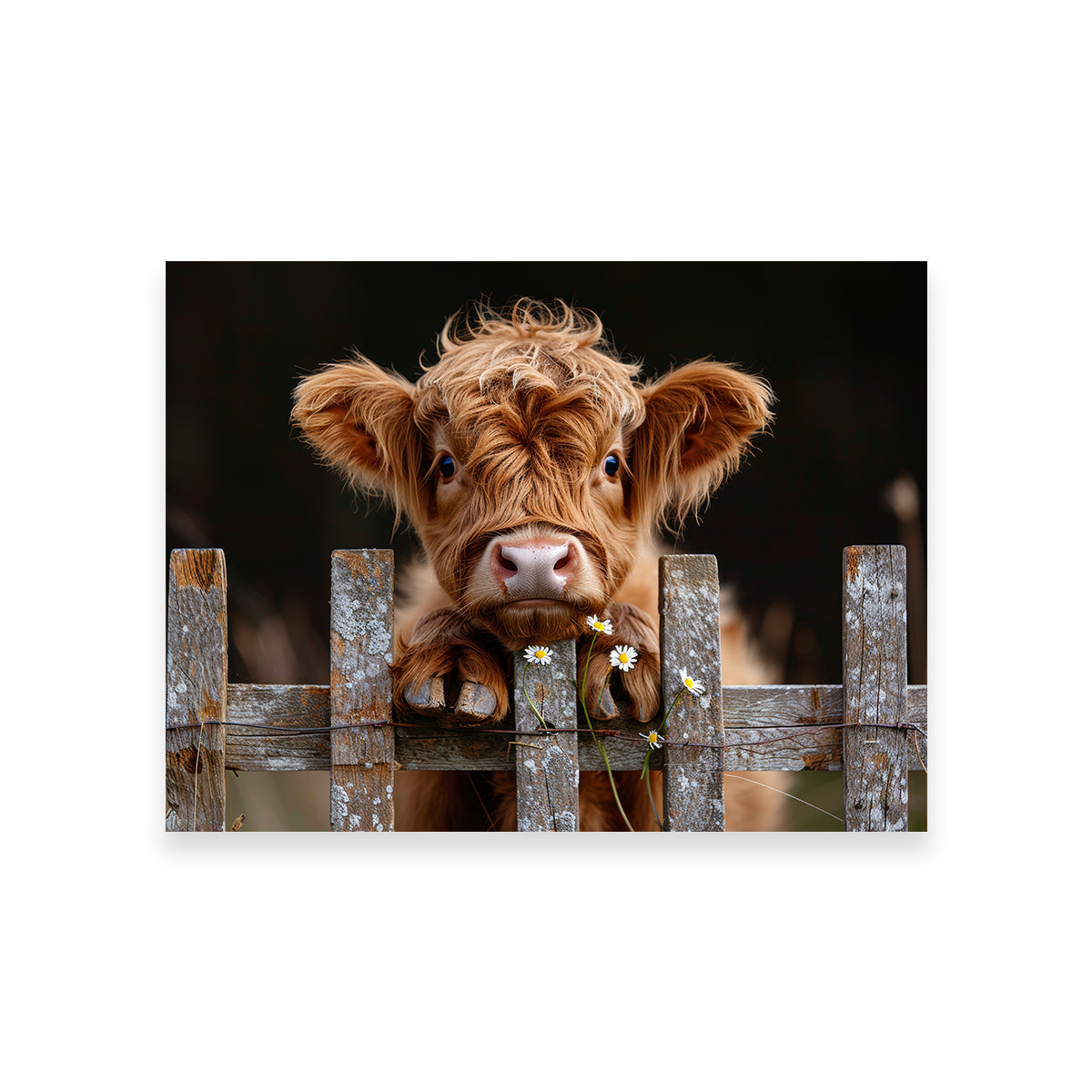 Highland Baby Calf Wall Art