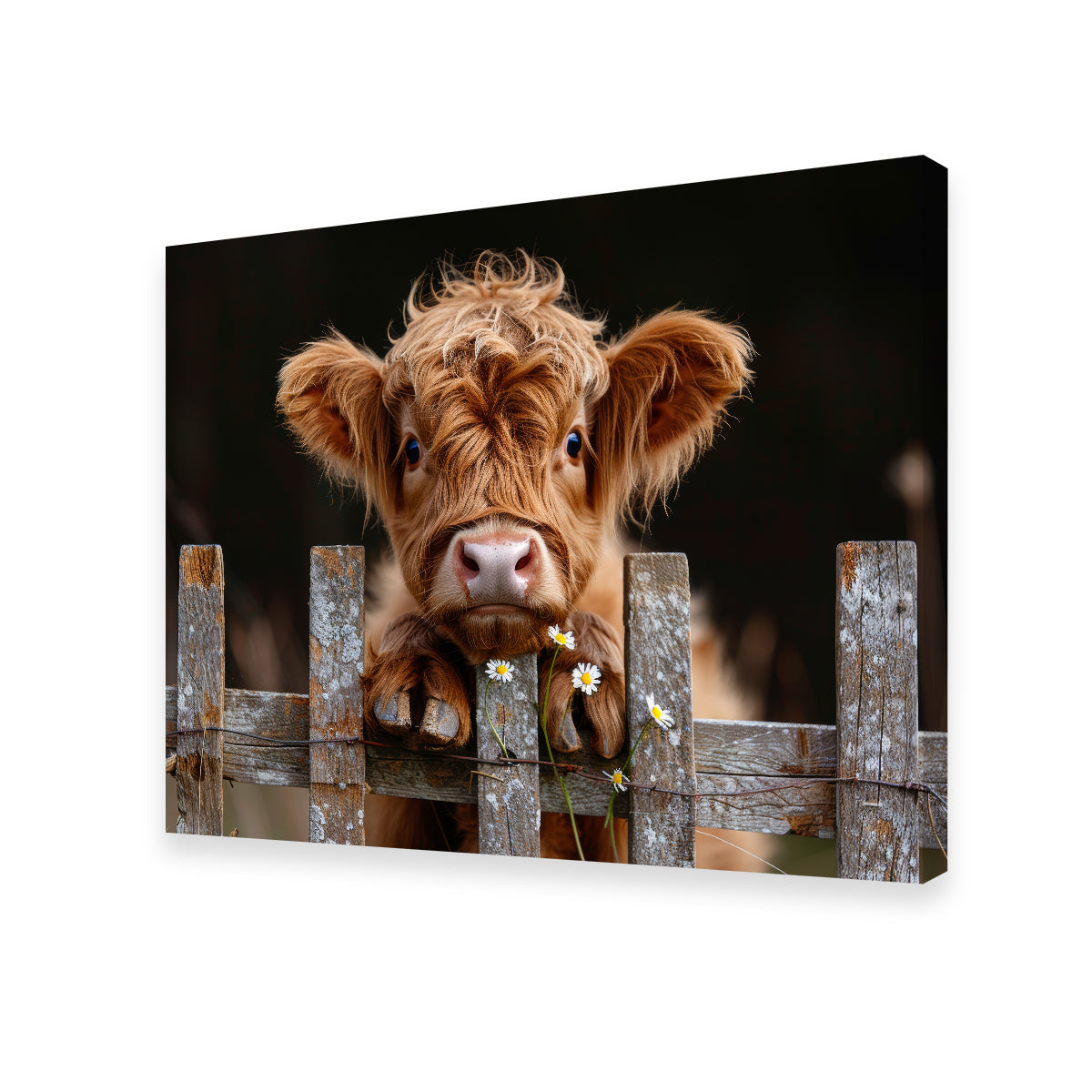 Highland Baby Calf Wall Art