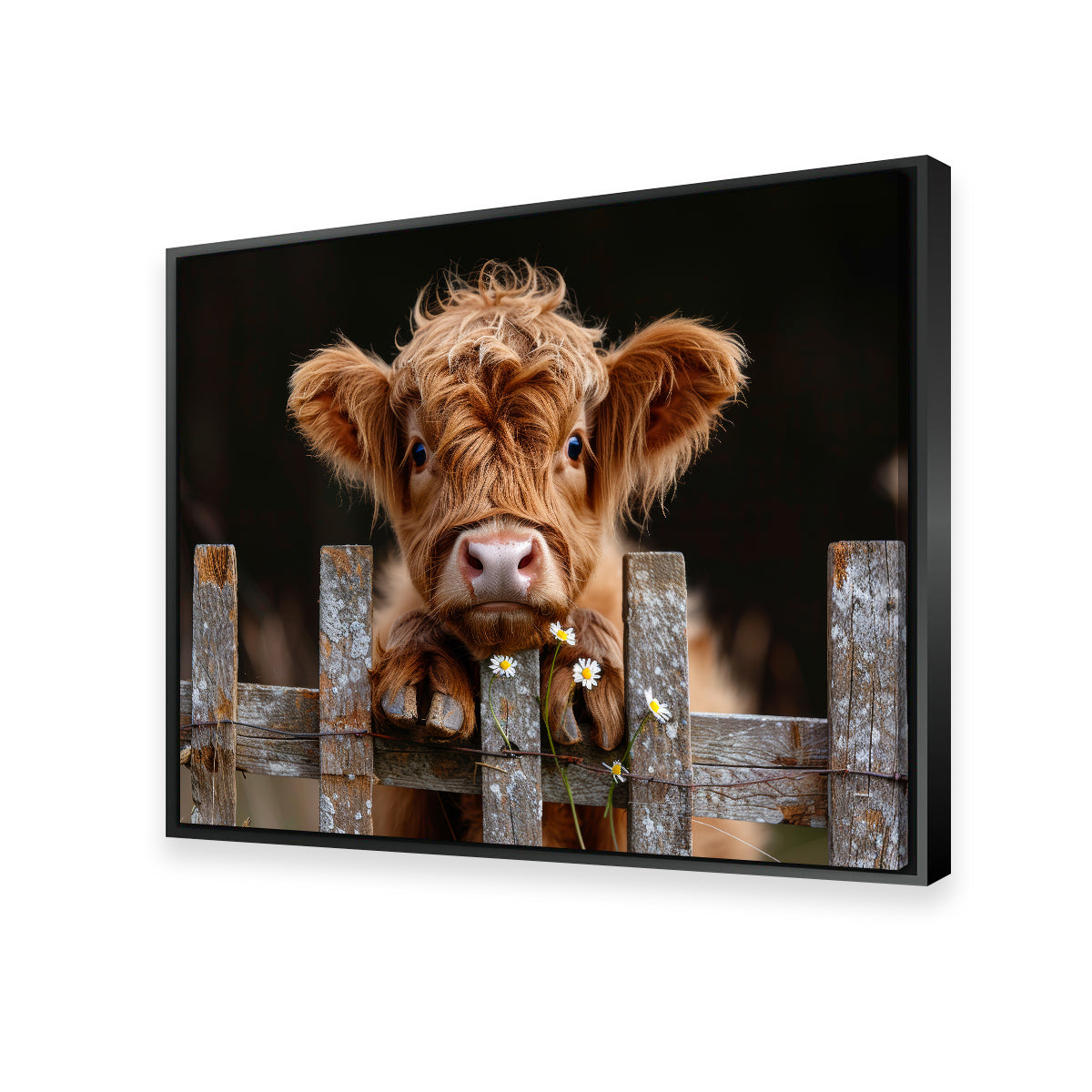 Highland Baby Calf Wall Art