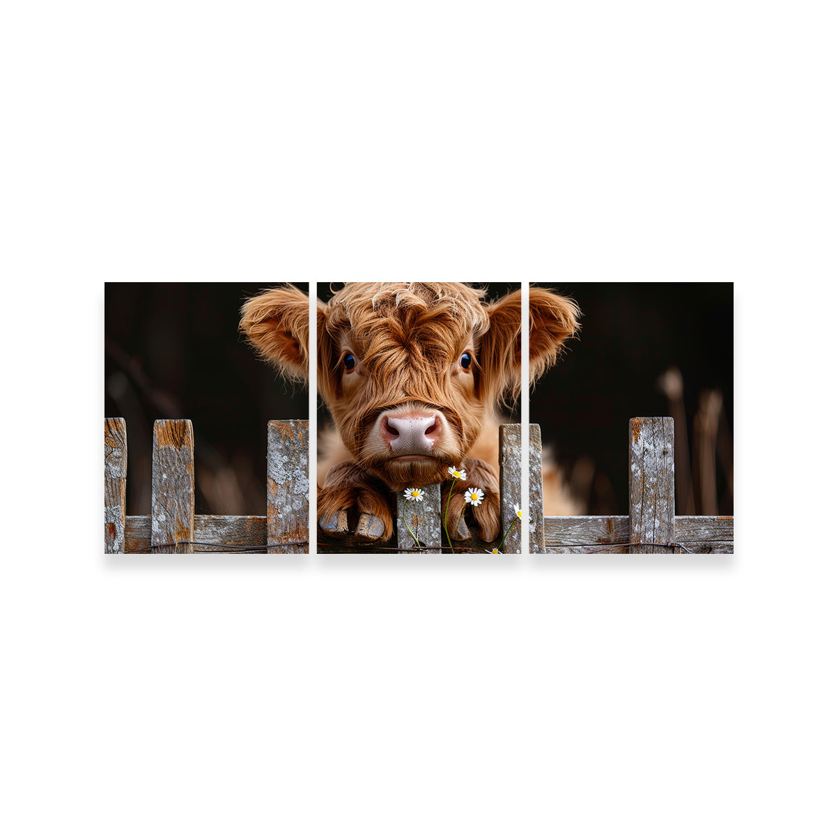 Highland Baby Calf Wall Art