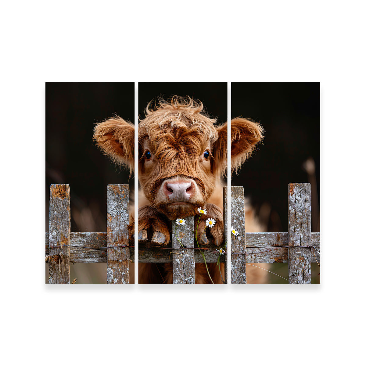 Highland Baby Calf Wall Art