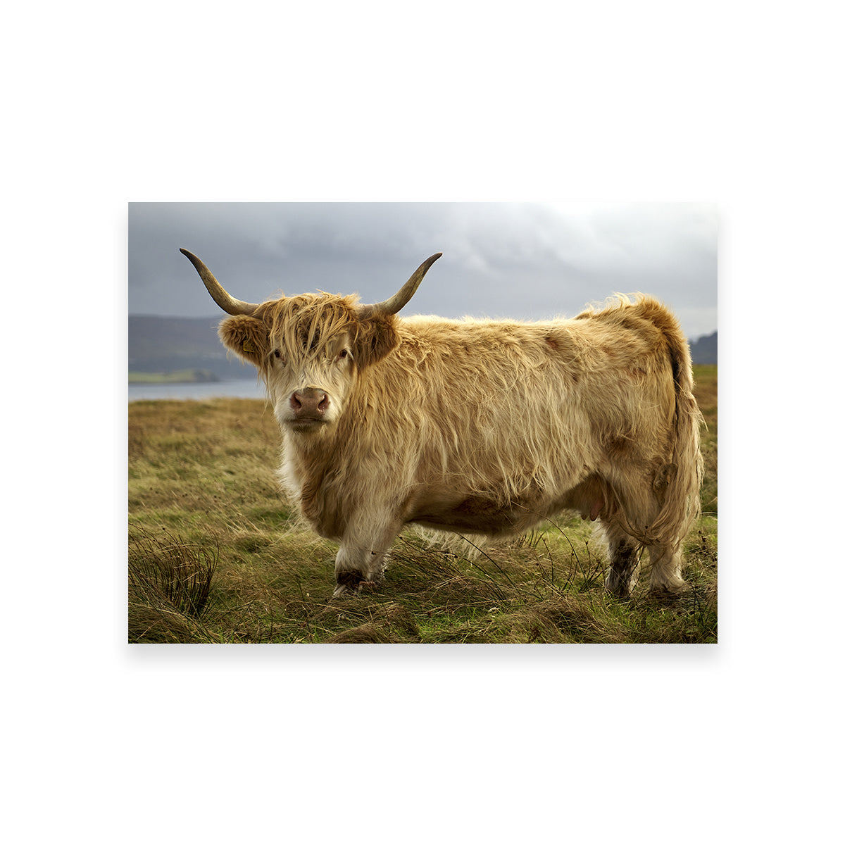 Highland Cow - Countryside Wall Art