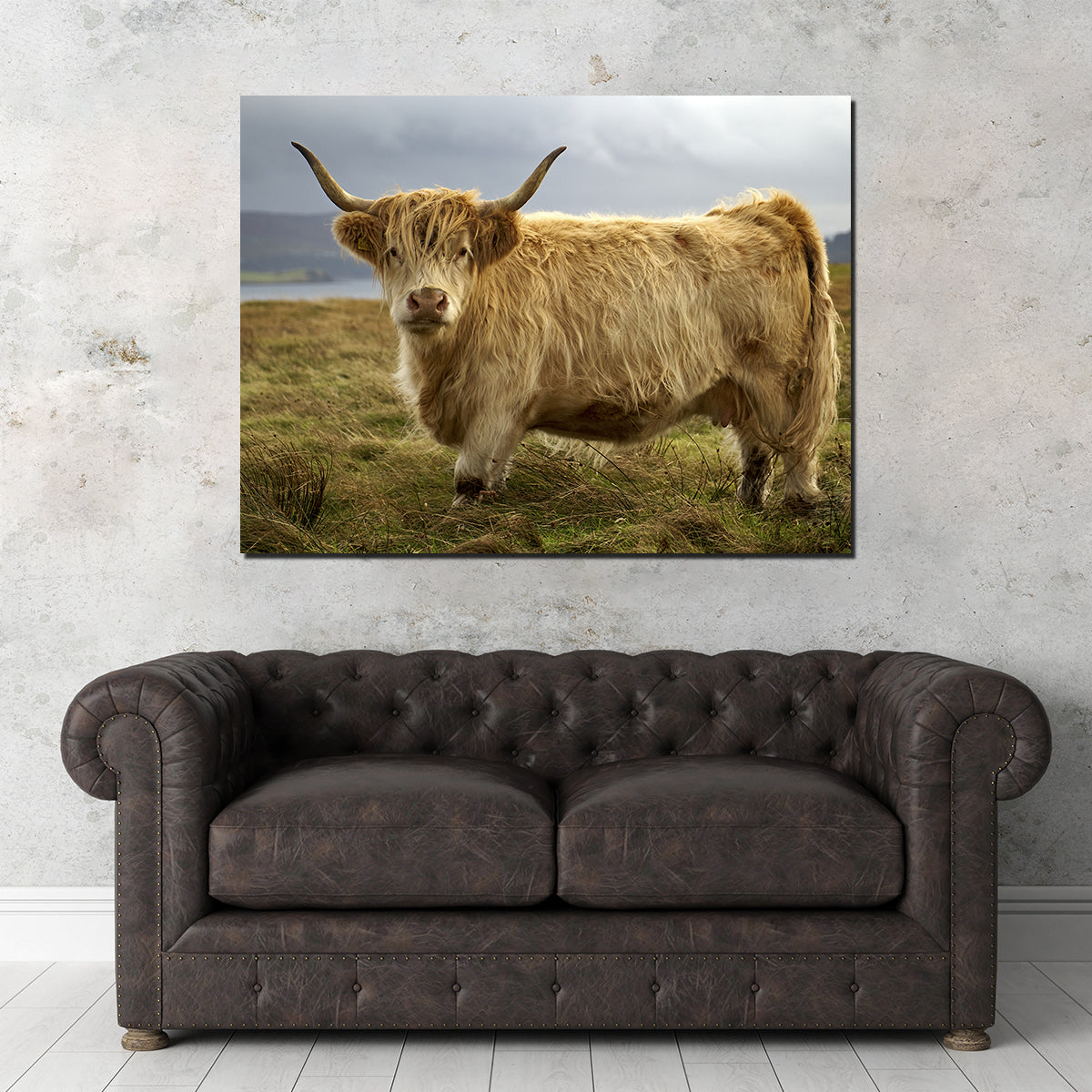 Highland Cow - Countryside Wall Art