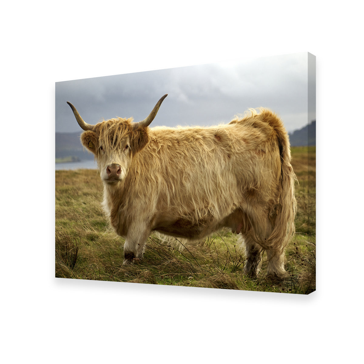 Highland Cow - Countryside Wall Art