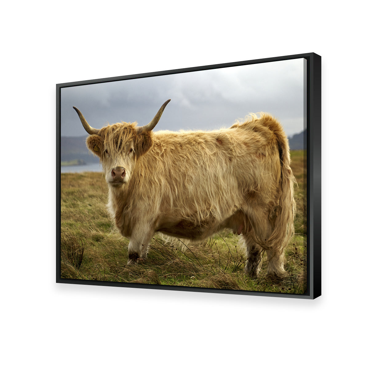 Highland Cow - Countryside Wall Art