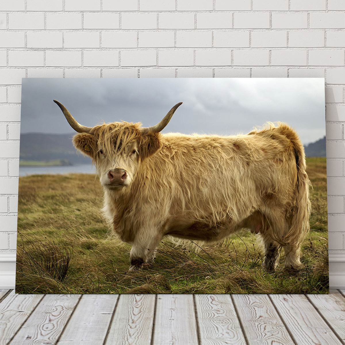 Highland Cow - Countryside Wall Art