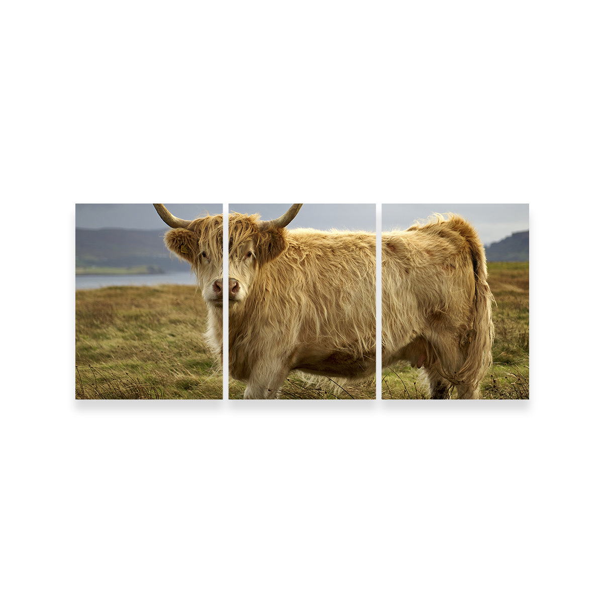 Highland Cow - Countryside Wall Art