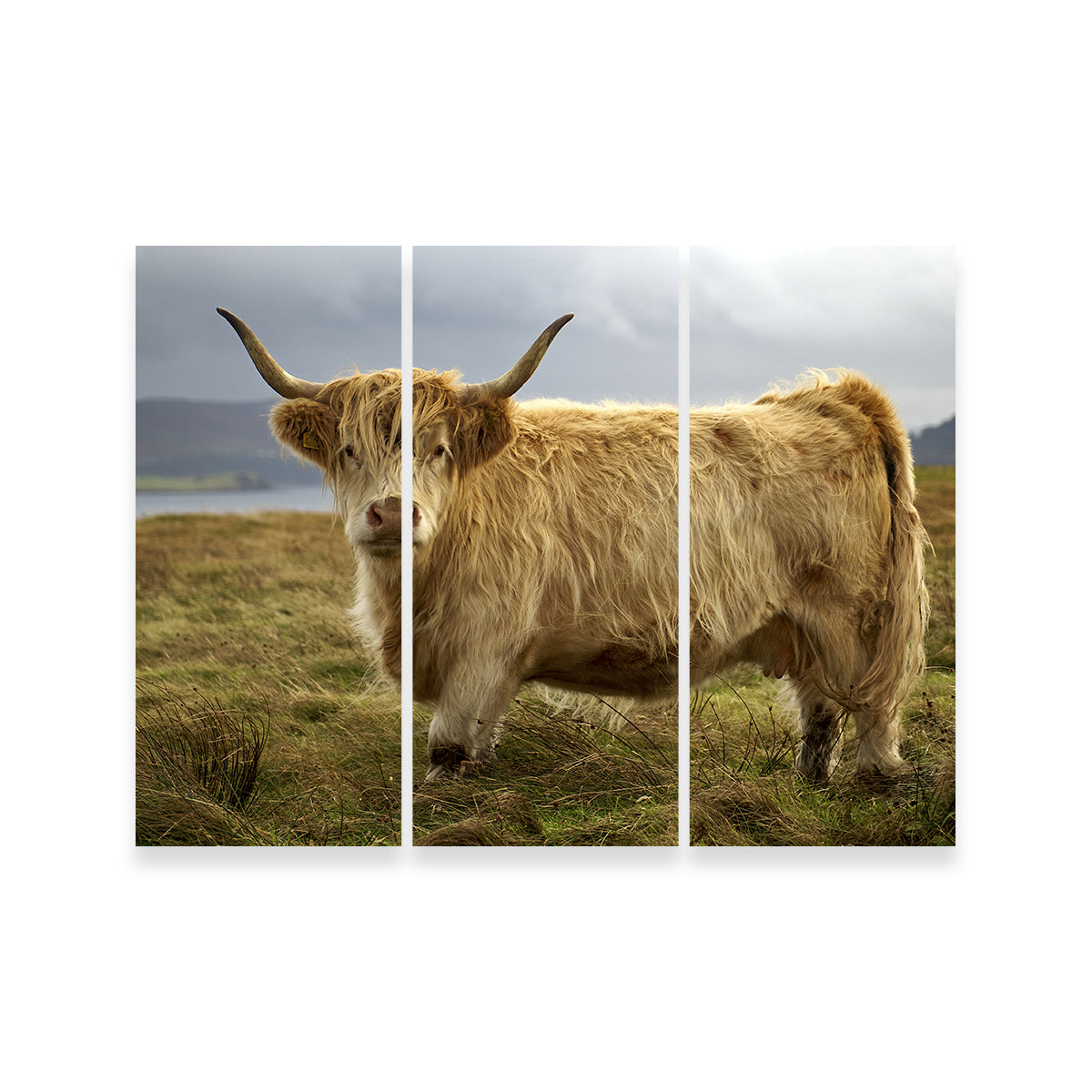 Highland Cow - Countryside Wall Art