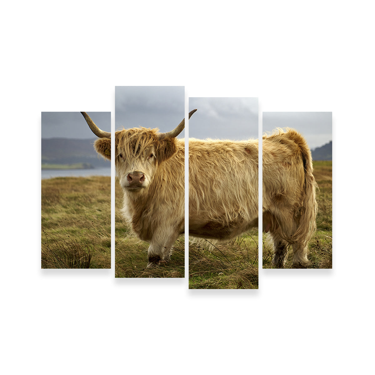 Highland Cow - Countryside Wall Art