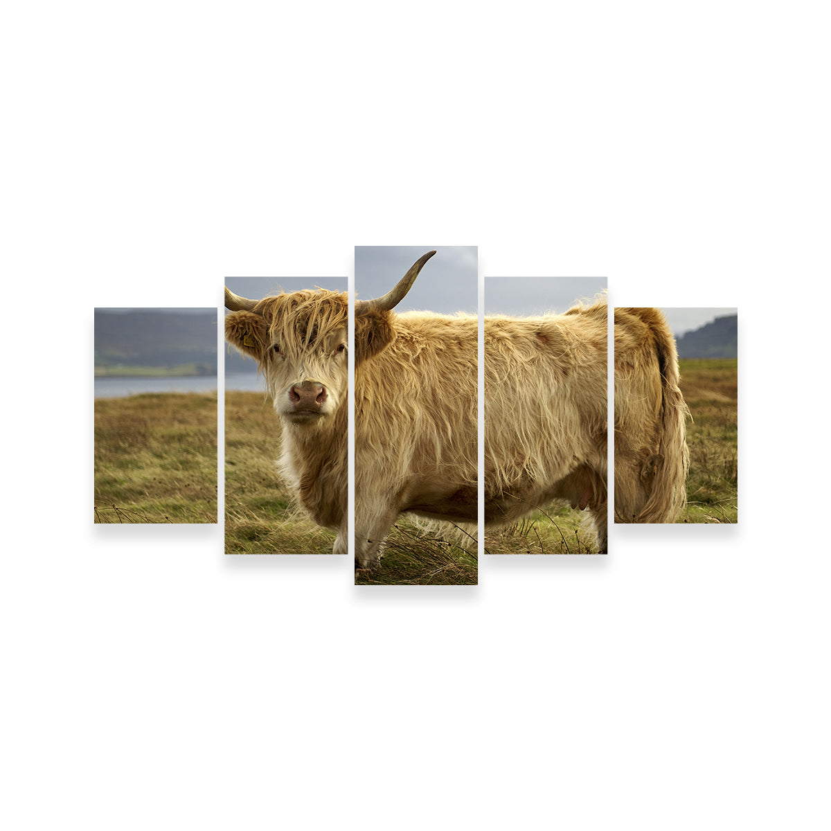 Highland Cow - Countryside Wall Art