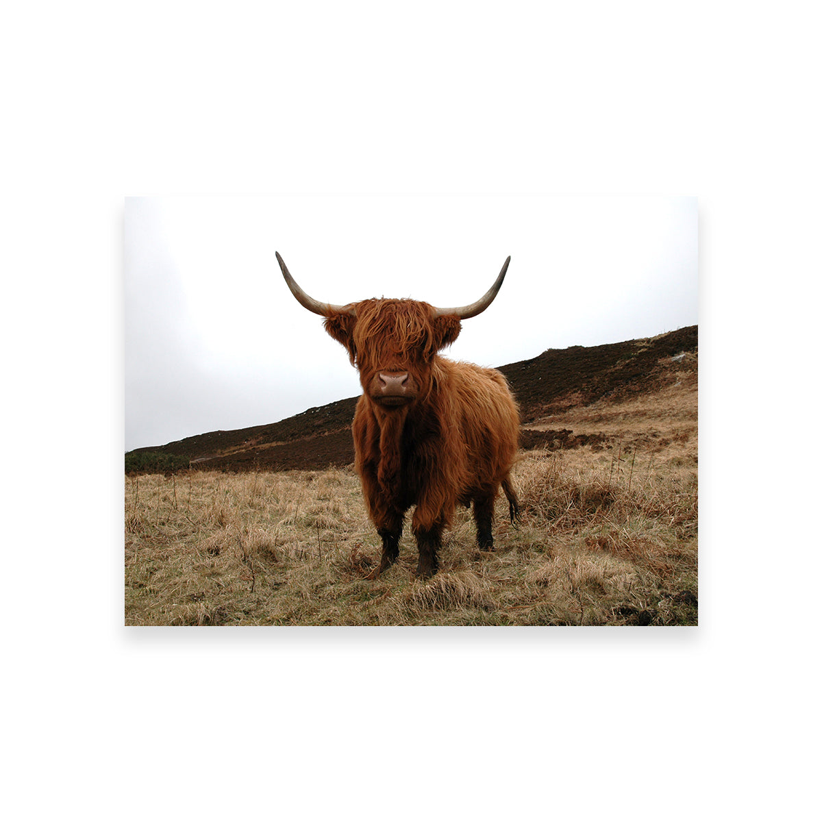 Highland Cow - Northern Scotland Wall Art