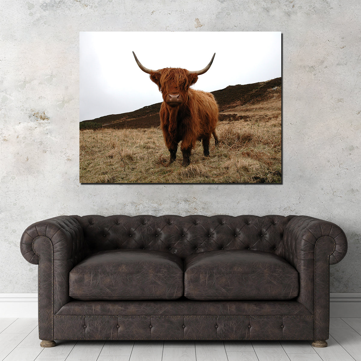 Highland Cow - Northern Scotland Wall Art