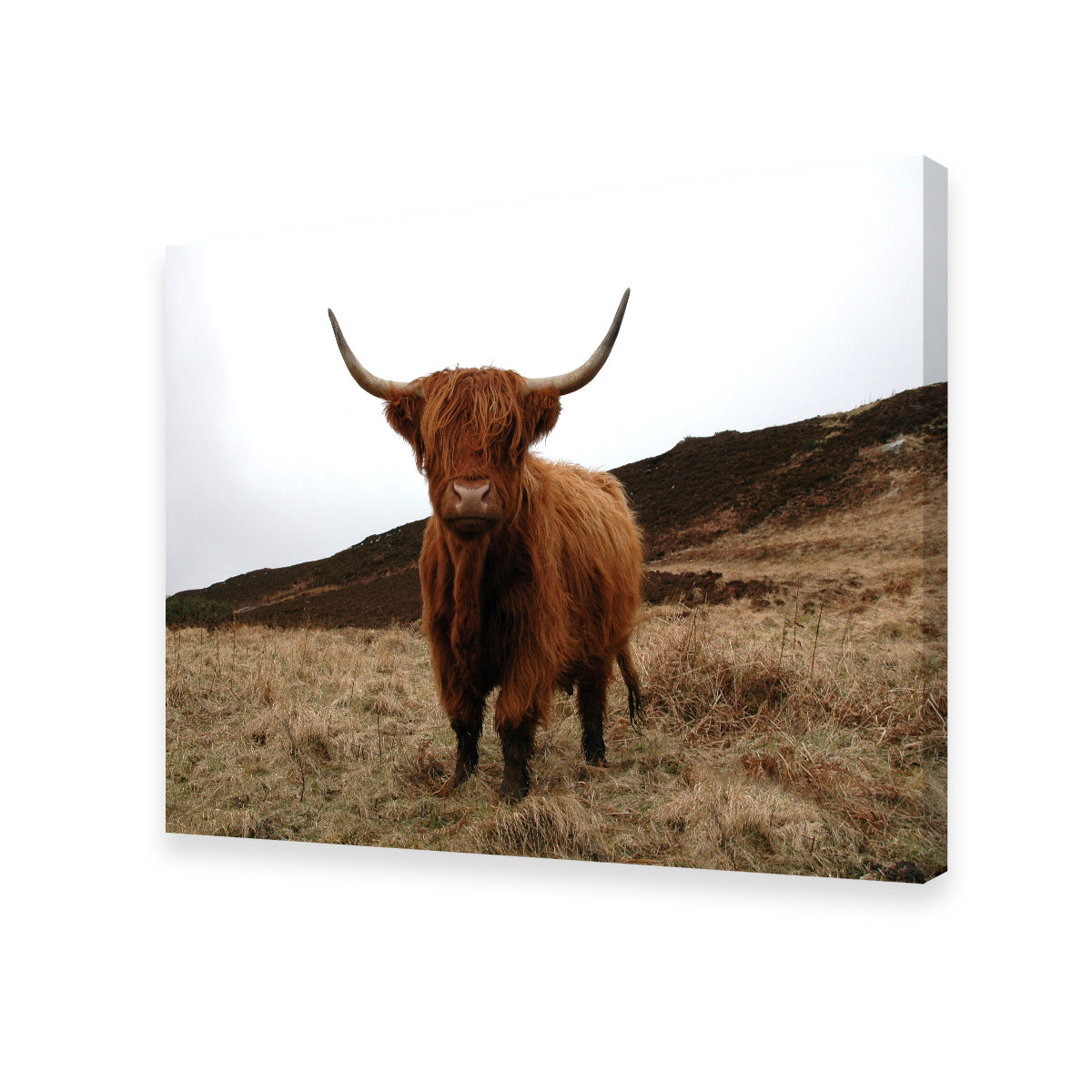 Highland Cow - Northern Scotland Wall Art