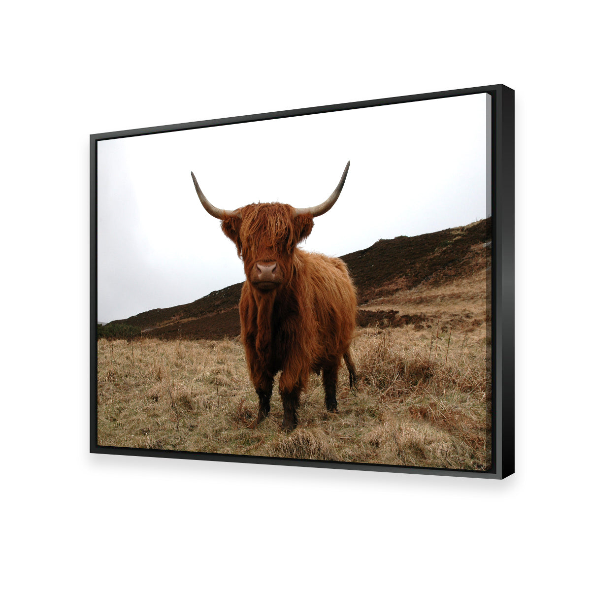 Highland Cow - Northern Scotland Wall Art