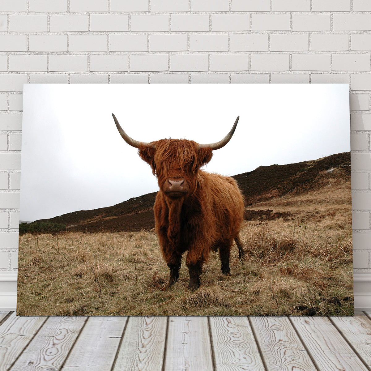 Highland Cow - Northern Scotland Wall Art