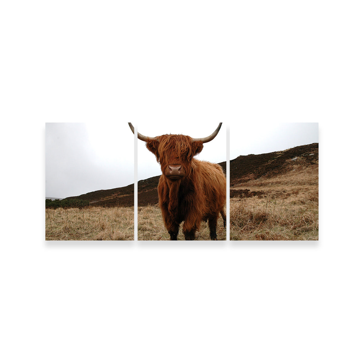 Highland Cow - Northern Scotland Wall Art