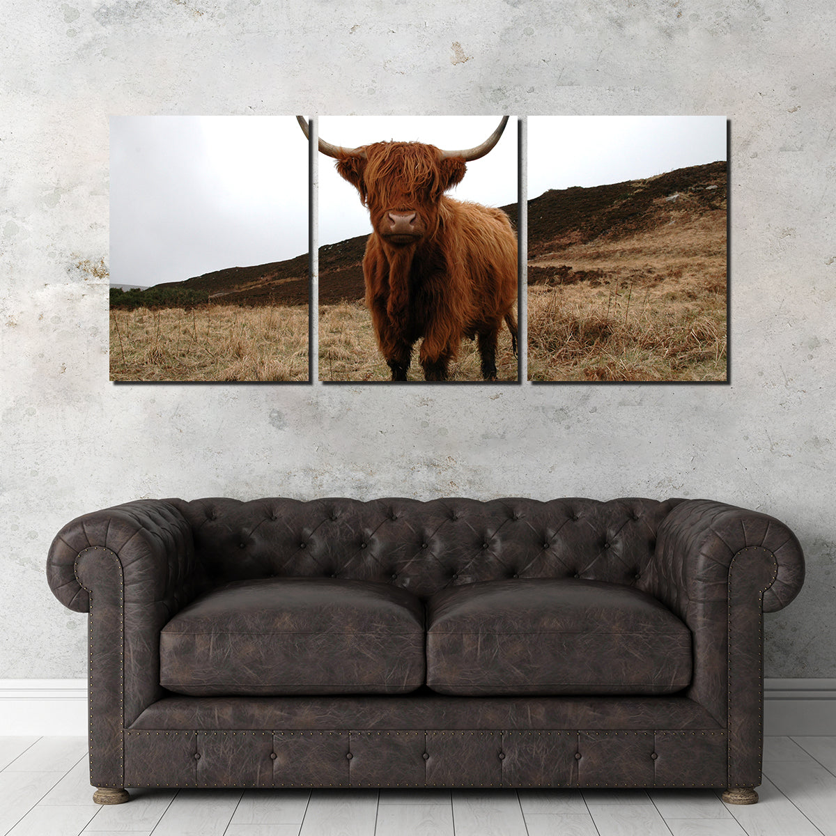 Highland Cow - Northern Scotland Wall Art