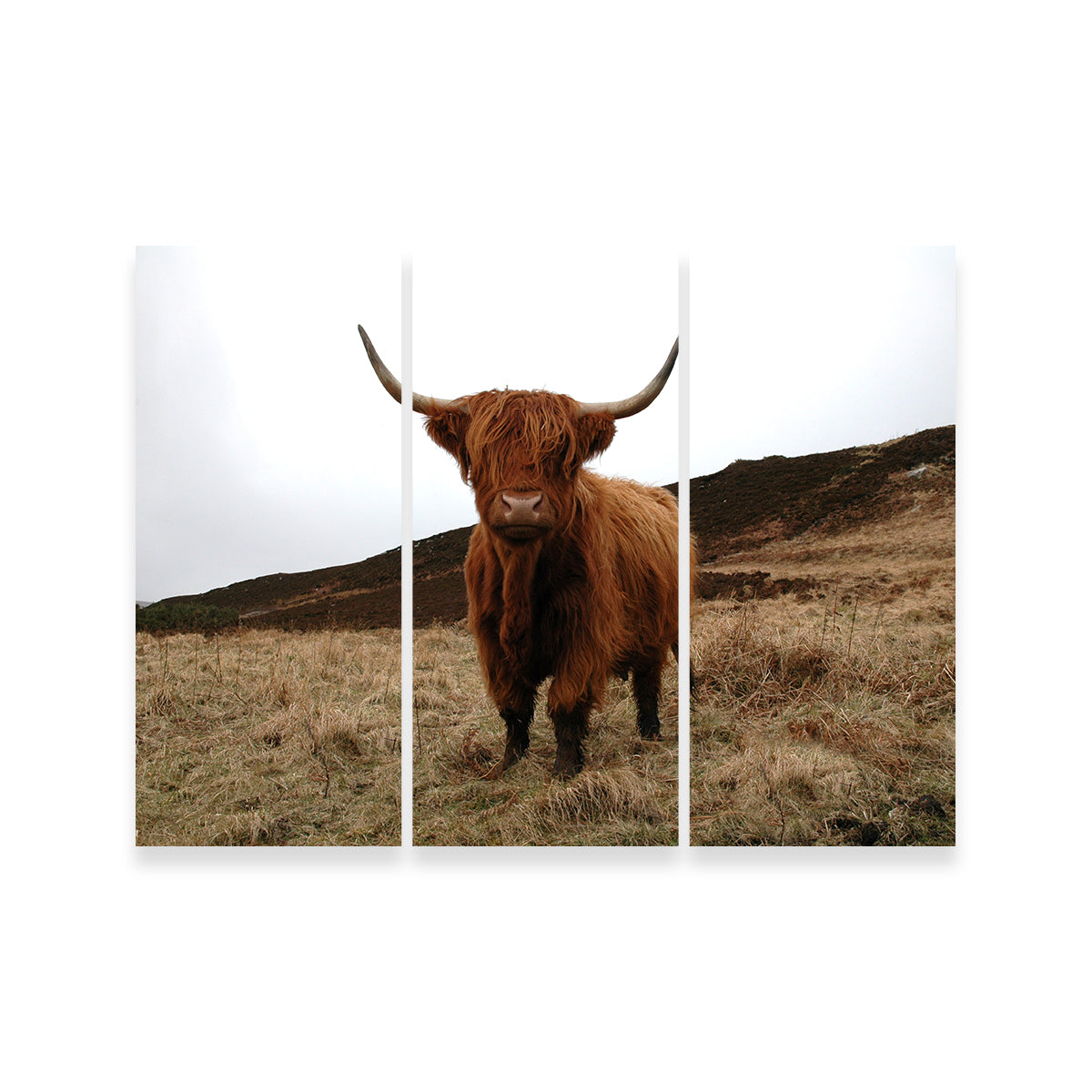 Highland Cow - Northern Scotland Wall Art