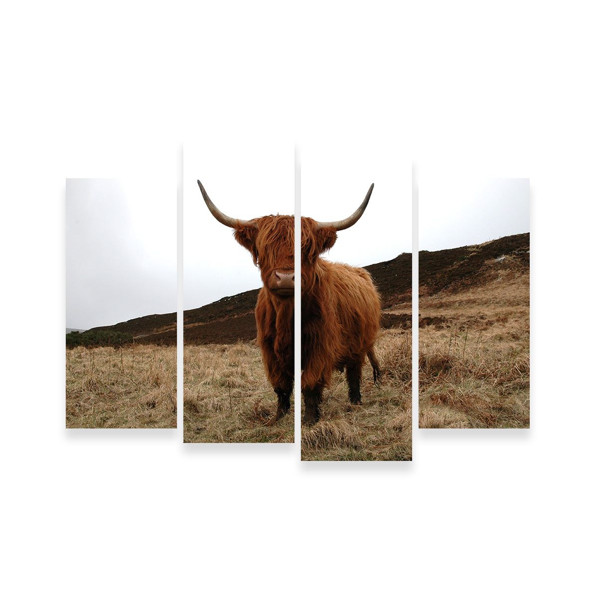 Highland Cow - Northern Scotland Wall Art