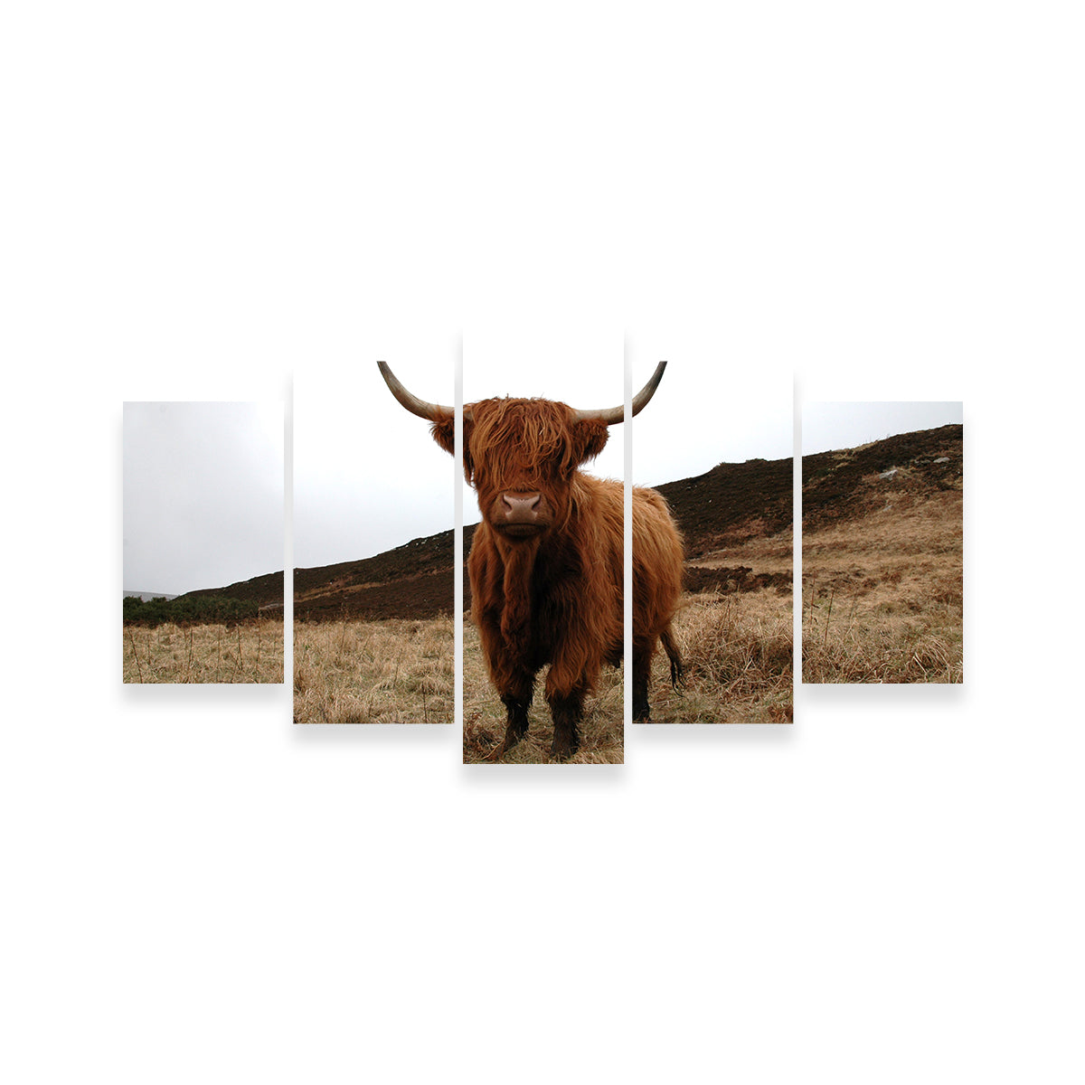 Highland Cow - Northern Scotland Wall Art