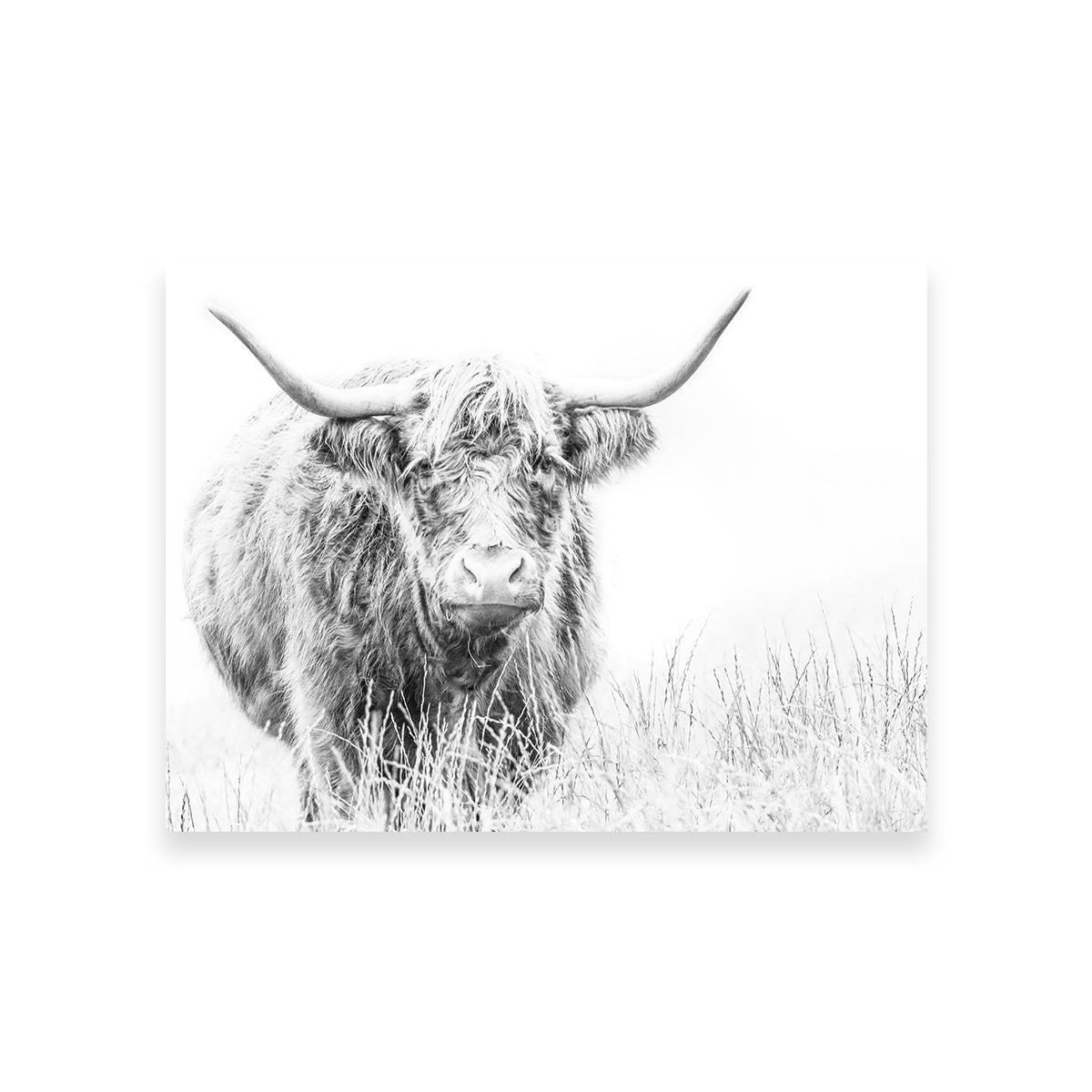 Highland Cow on White Wall Art