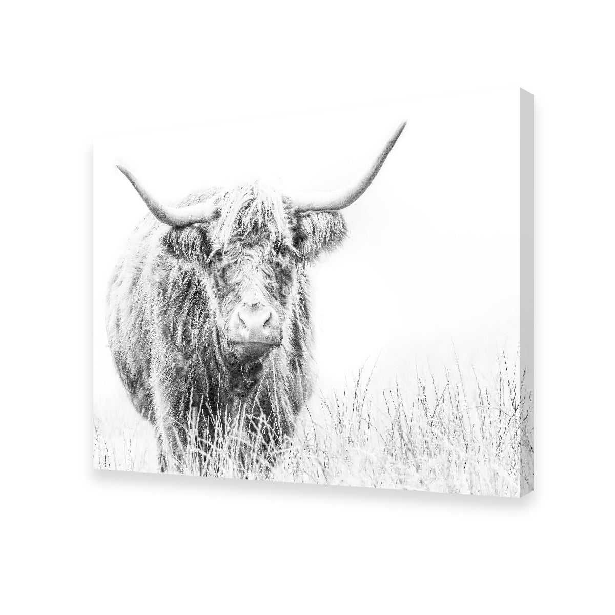 Highland Cow on White Wall Art