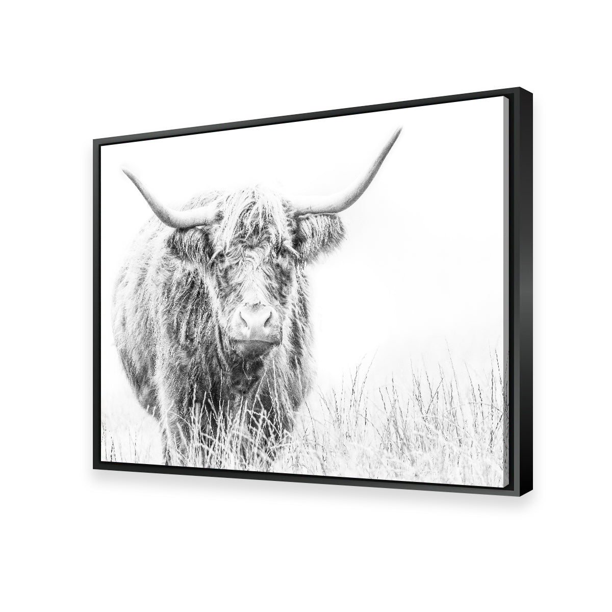 Highland Cow on White Wall Art