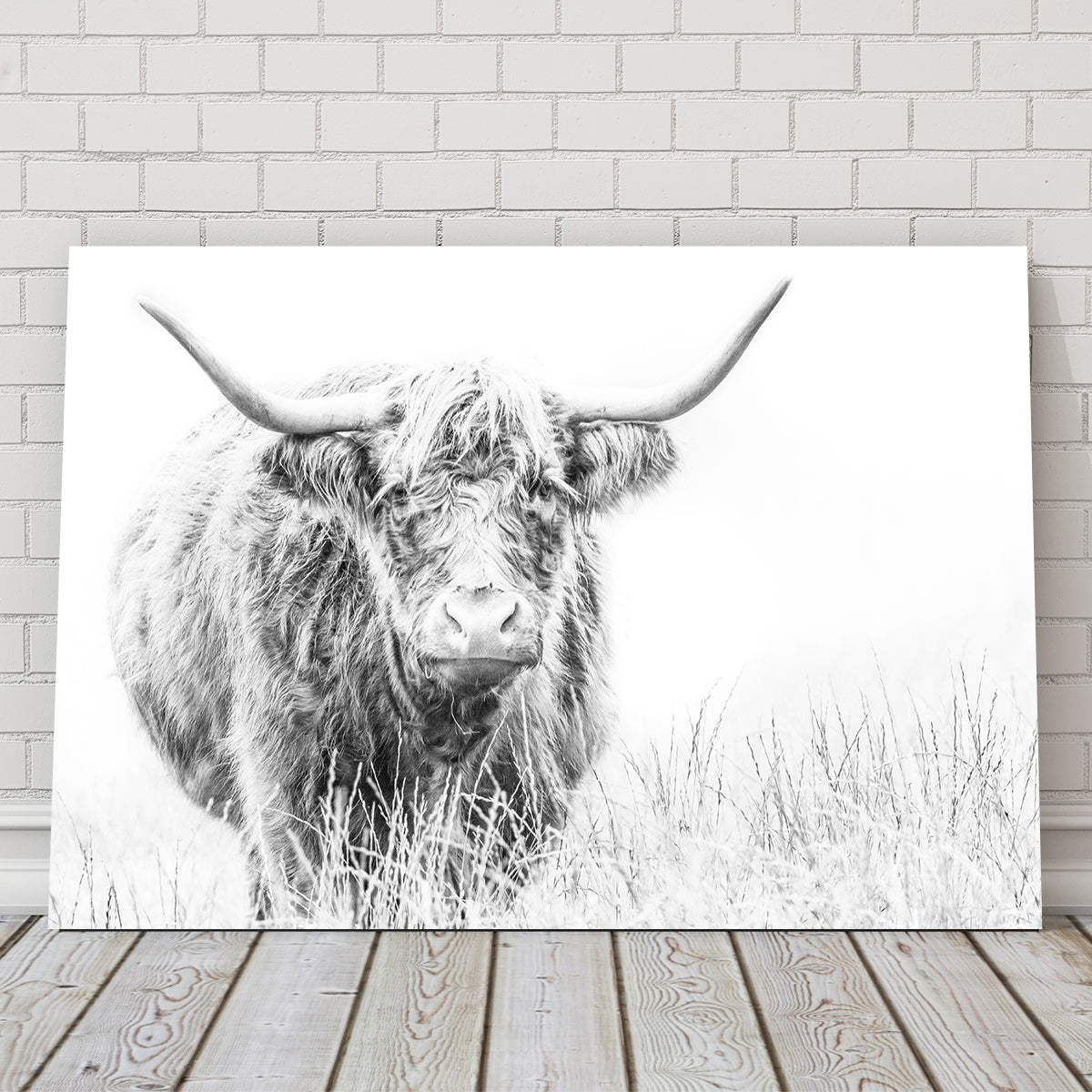 Highland Cow on White Wall Art